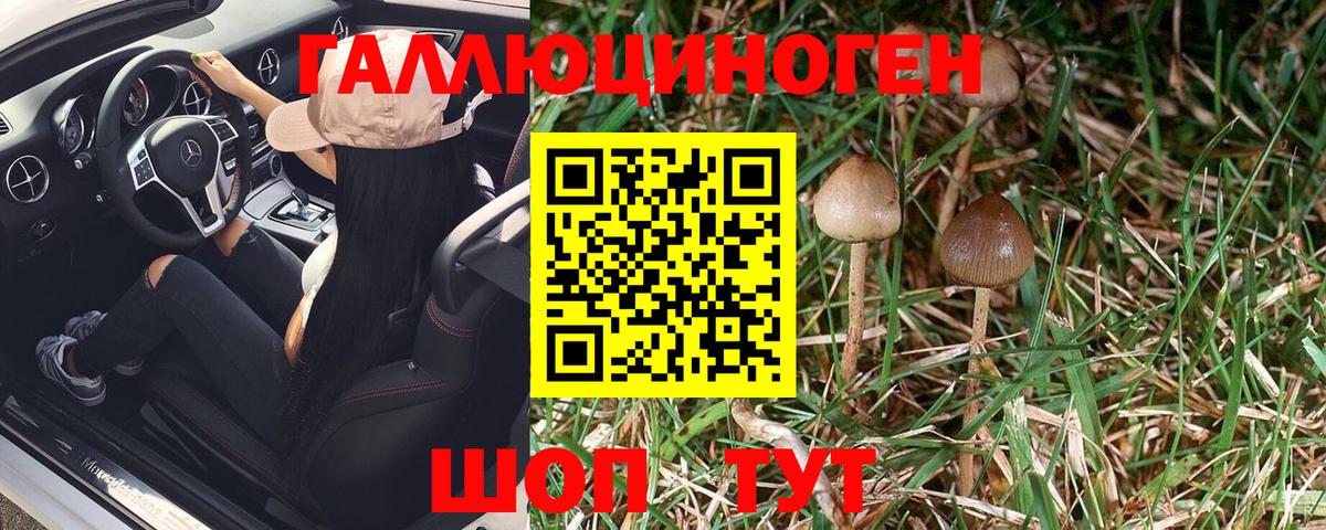 Галлюциногенные грибы Psilocybine cubensis Урюпинск